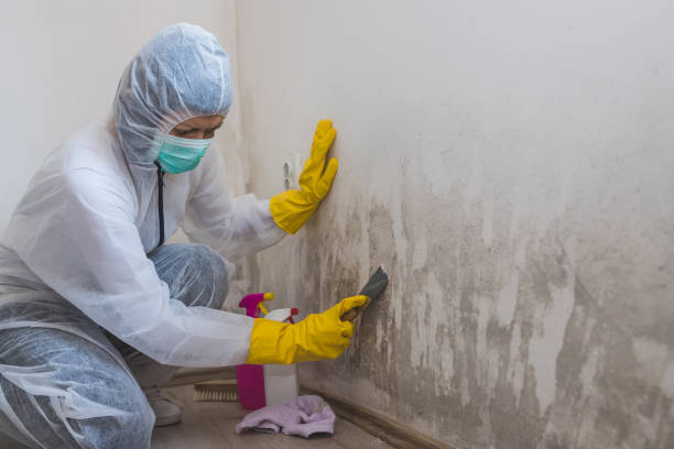 Best Emergency Mold Remediation in Milan, MO