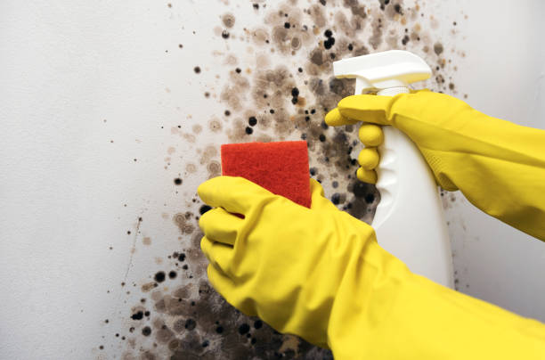 Best Basement Mold Remediation in Milan, MO