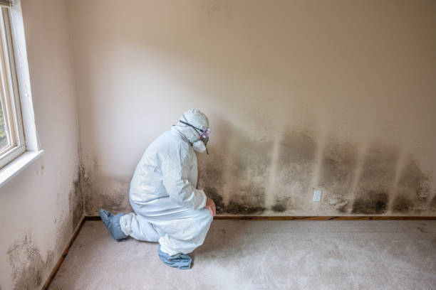 Reliable Milan, MO Mold Remediation Solutions