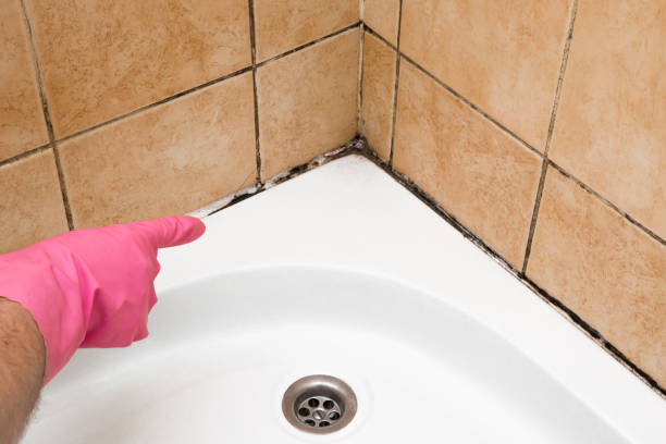 Best Post-Flood Mold Remediation in Milan, MO