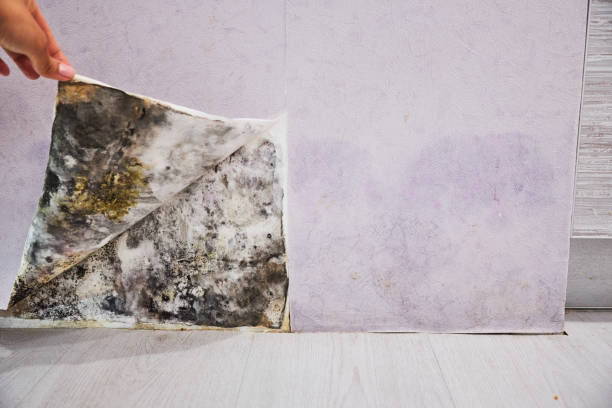 Best Residential Mold Remediation in Milan, MO